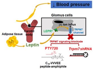 Figure 3. Leptin induces hypertension in obesity by acting on the TRPM7 channel in the carotid bodies