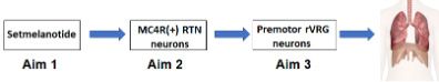 Figure 2. Overall research design of the proposal. MC4R, melanocortin 4 receptor; RTN, retrotrapezoid nucleus; rVRG, rostral ventral respiratory group.