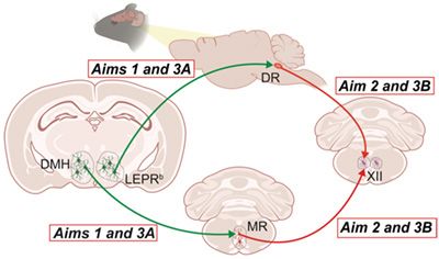 Figure 1. The main hypothesis and experimental design. DMH, dorsomedial hypothalamus; DR, dorsal raphe nucleus; LEPRb, leptin receptor; MR, medullary raphe nuclei.